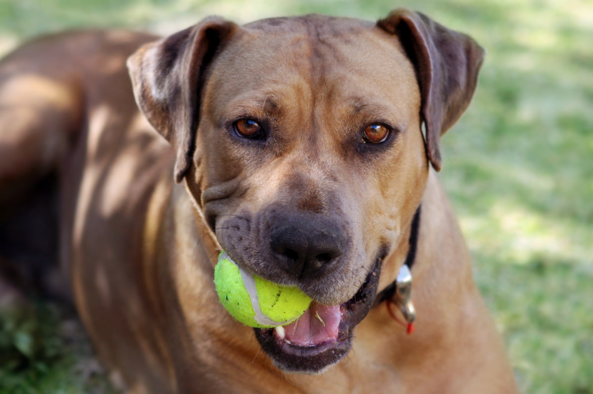 Разные собаки. Этлебухензенхунд. Эстонская гончая собака. Немецкая овчарка овчарка рыжая. На какую собаку я похожа.